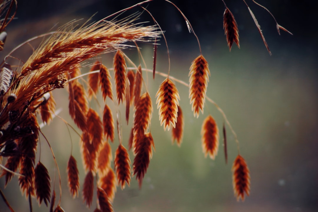 Как выявить болезни пшеницы по фото: признаки, ошибки и когда нужно обрабатывать